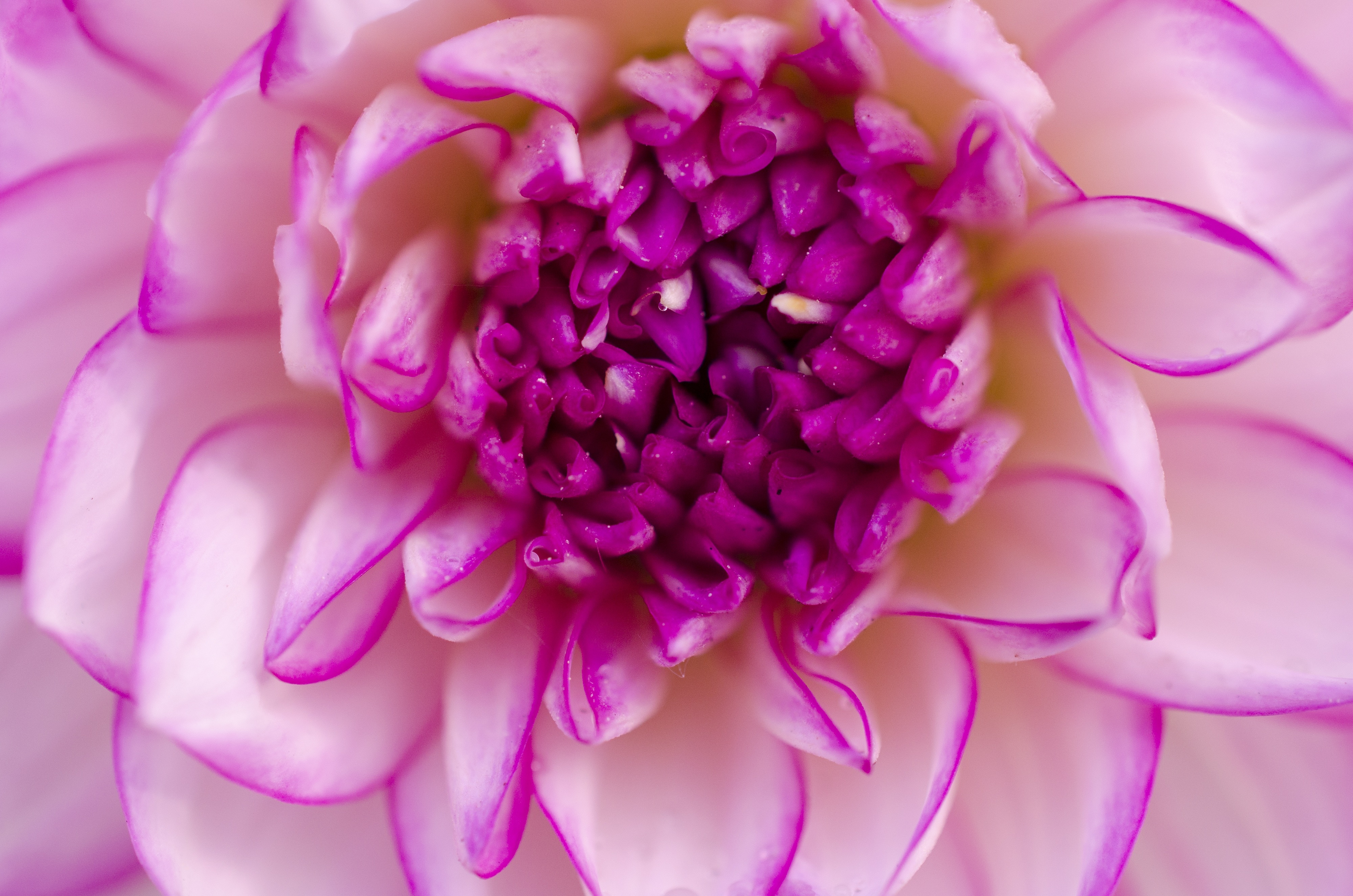 purple and white multi petaled flower