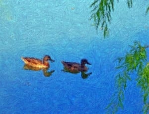 2 assorted color ducks thumbnail