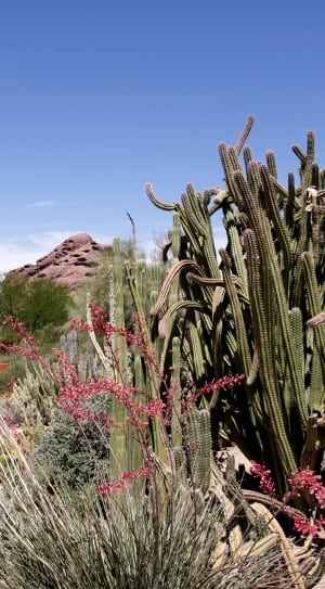 cactus plant lot thumbnail