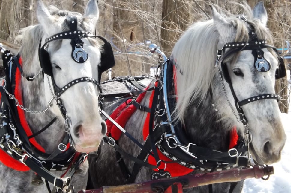 2 grey and black horses with red and black harness preview