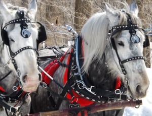 2 grey and black horses with red and black harness thumbnail