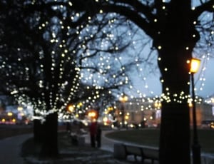 tree lights photography during evening thumbnail