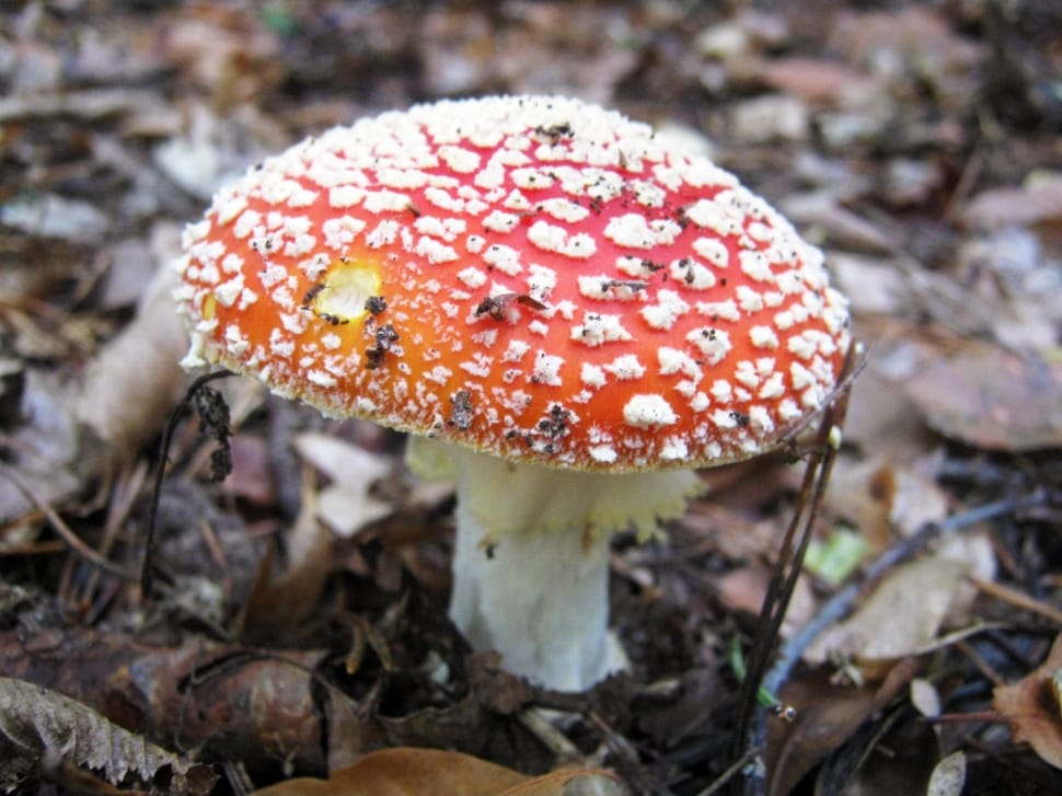 Fly Agaric, Mushrooms, Forest, Autumn, mushroom, fungus preview