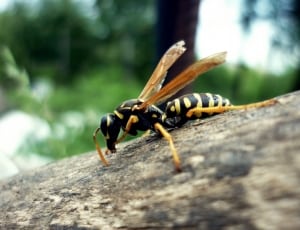 black and yellow hornet bee thumbnail