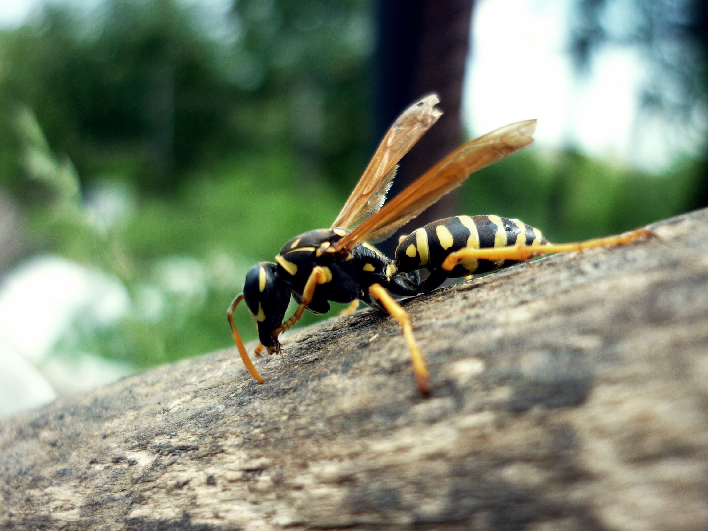 black and yellow hornet bee