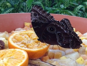 2 black and white butterfly thumbnail