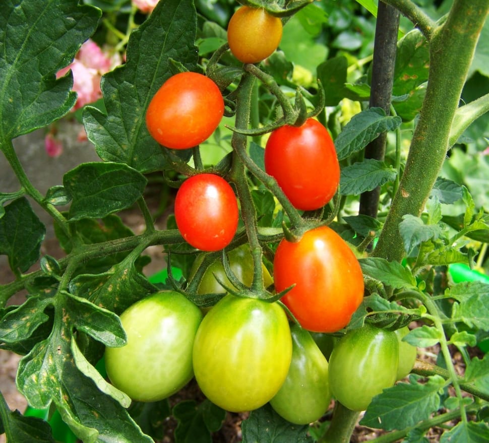 green and red tomato lot preview
