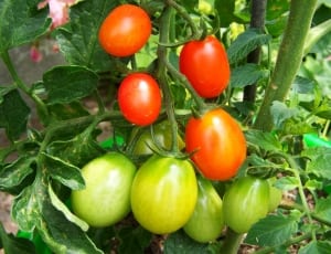 green and red tomato lot thumbnail
