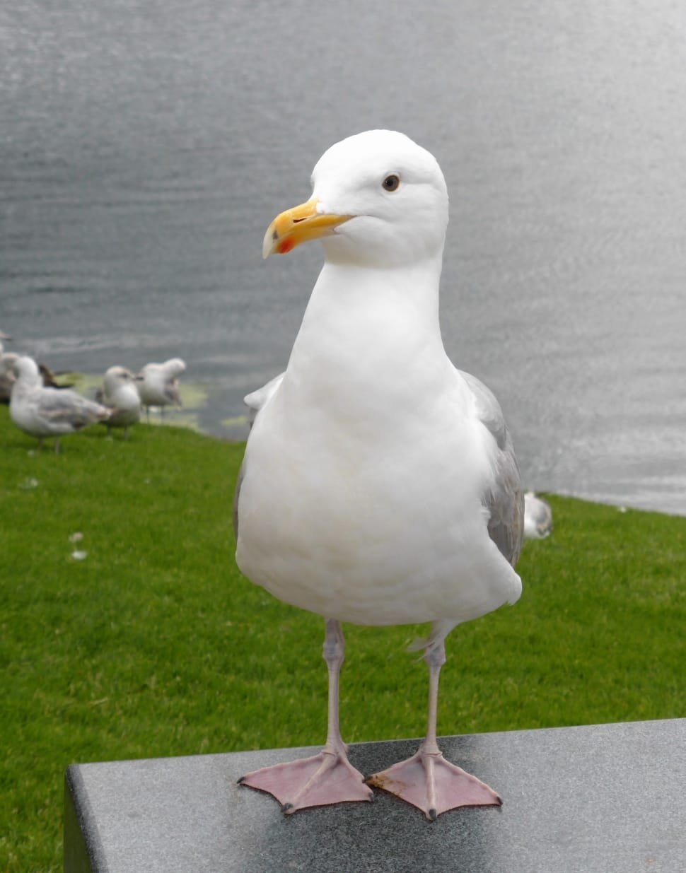 white and gray bird preview