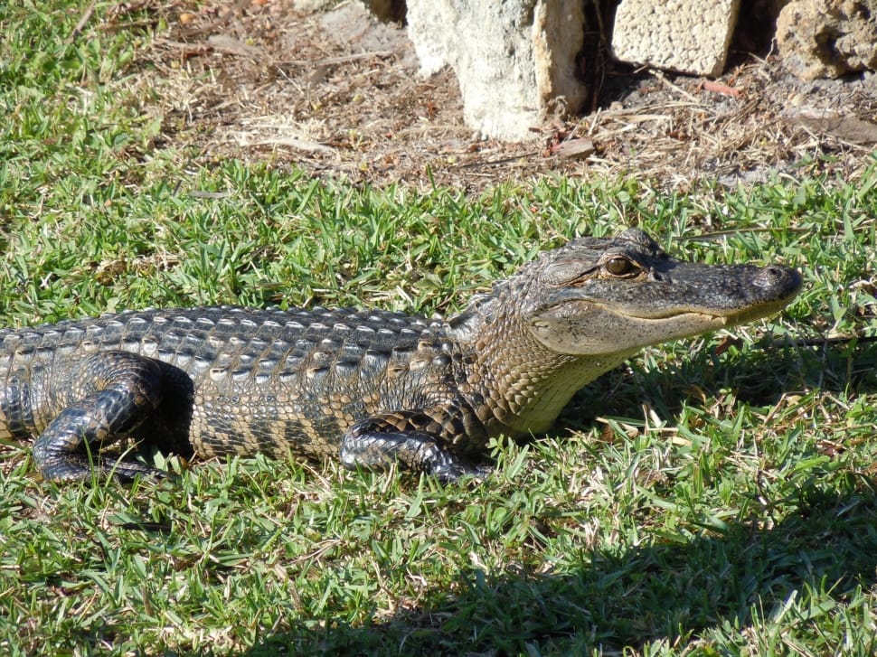 brown crocodile preview
