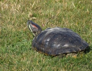 brown turtle on green grass lawn thumbnail