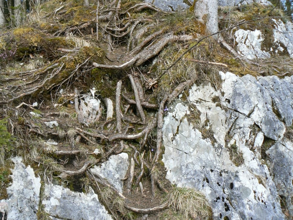rock and branch formation preview
