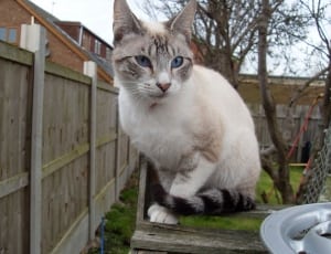 white and grey cat thumbnail