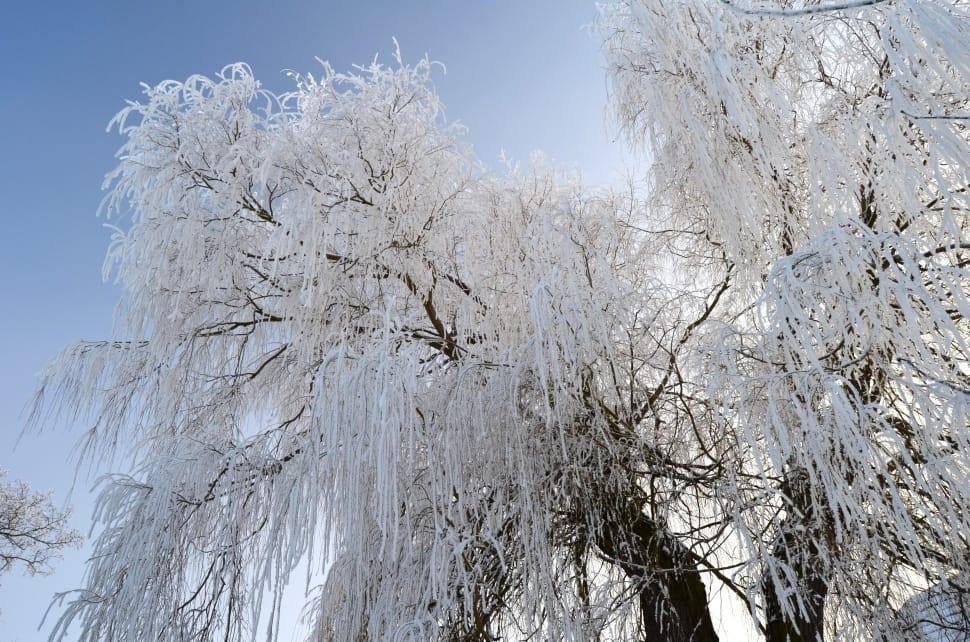 white tree preview