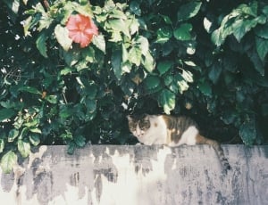 white, brown, and black furred cat on wall near green leaves thumbnail