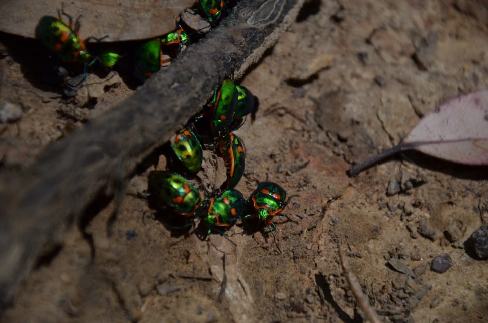 jewel beetles preview