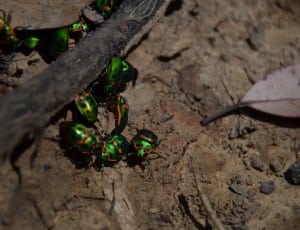 jewel beetles thumbnail