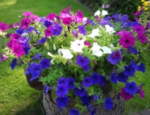 purple, pink, white and blue flowers on tree log thumbnail