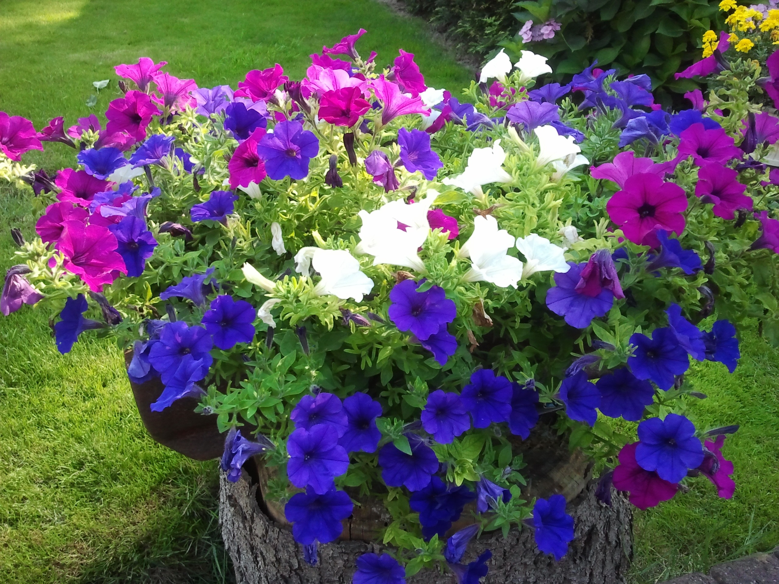 purple, pink, white and blue flowers on tree log