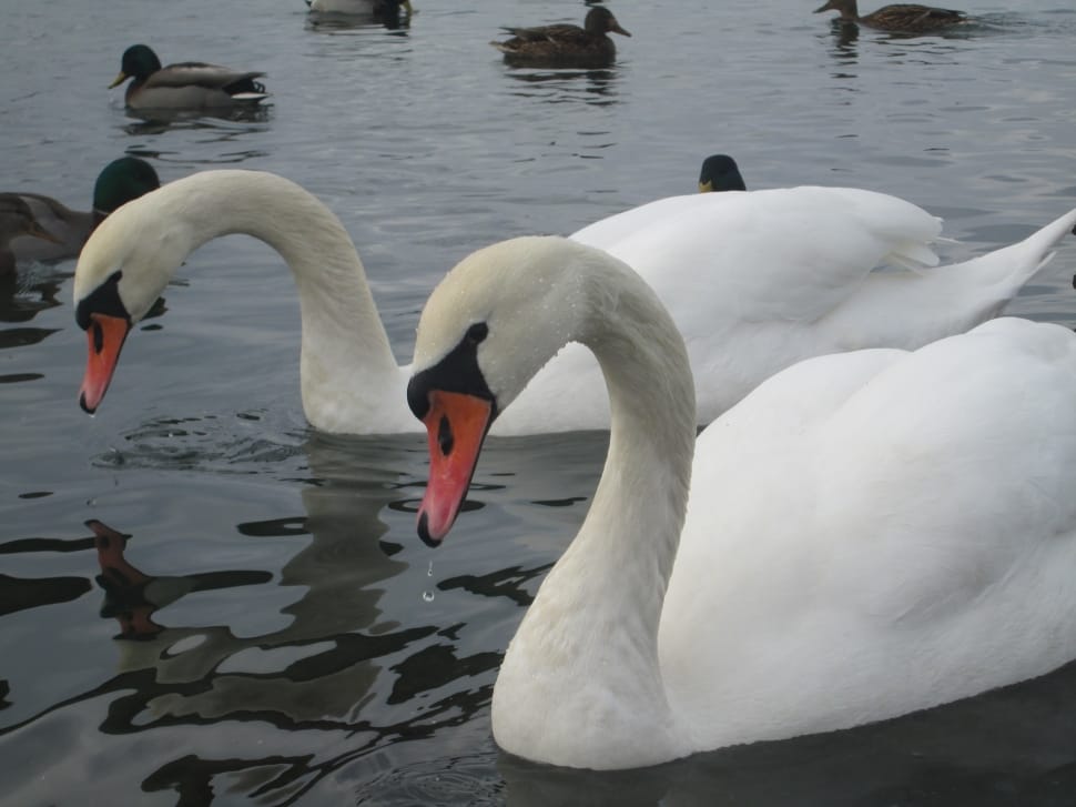 trumpeter swan preview