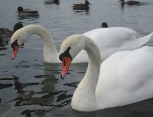 trumpeter swan thumbnail