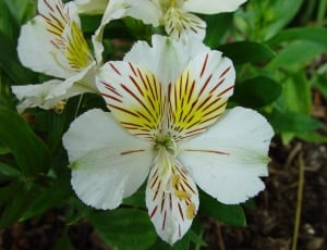 white yellow and brown flowers thumbnail