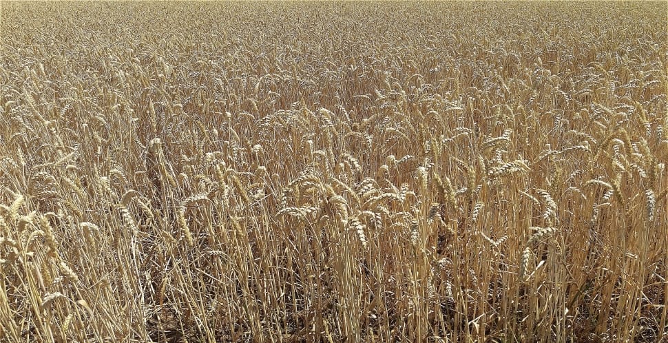 field of wheat grains preview
