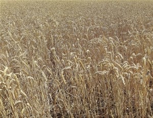 field of wheat grains thumbnail