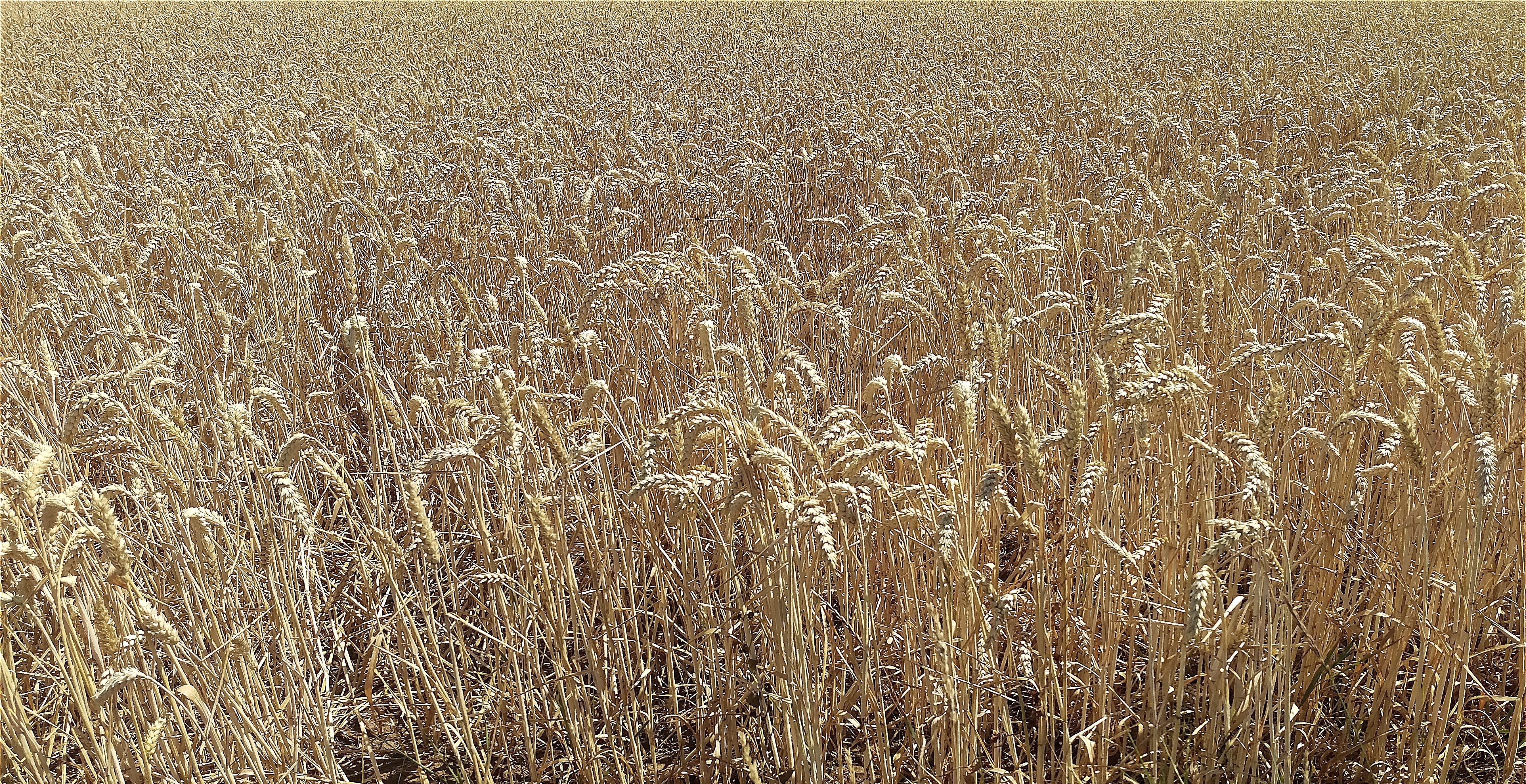 field of wheat grains