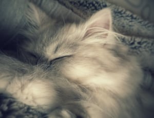 gray and white cat thumbnail