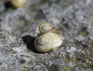 grey snail thumbnail