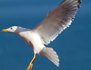 white seagull thumbnail