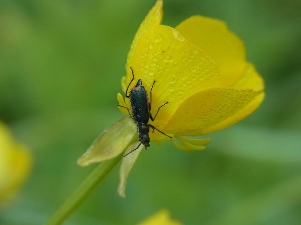 black insect on yellow petaled flower preview