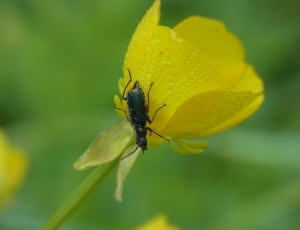 black insect on yellow petaled flower thumbnail