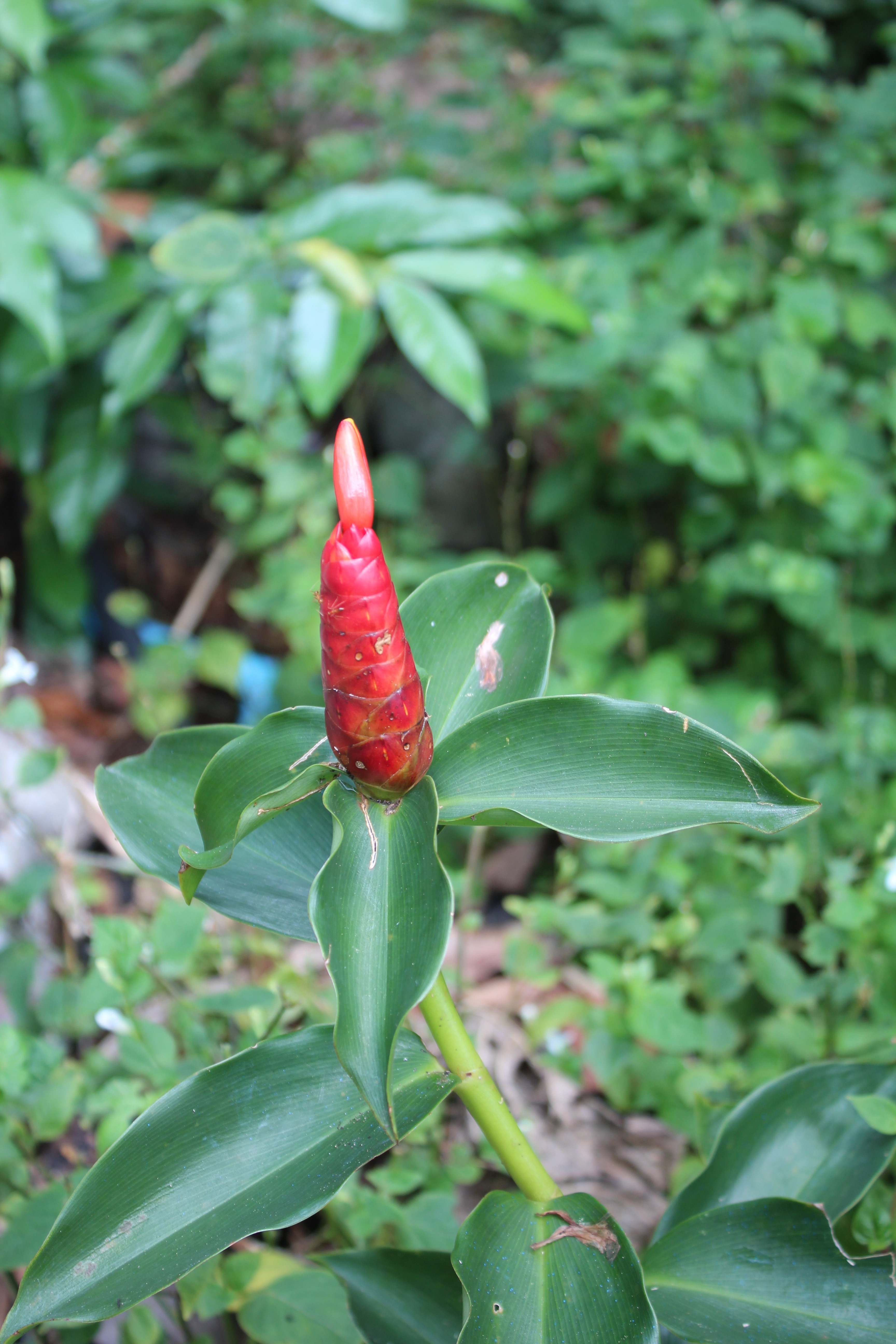 pink and green plant