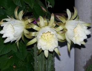 close up photo of three white petal flowers thumbnail