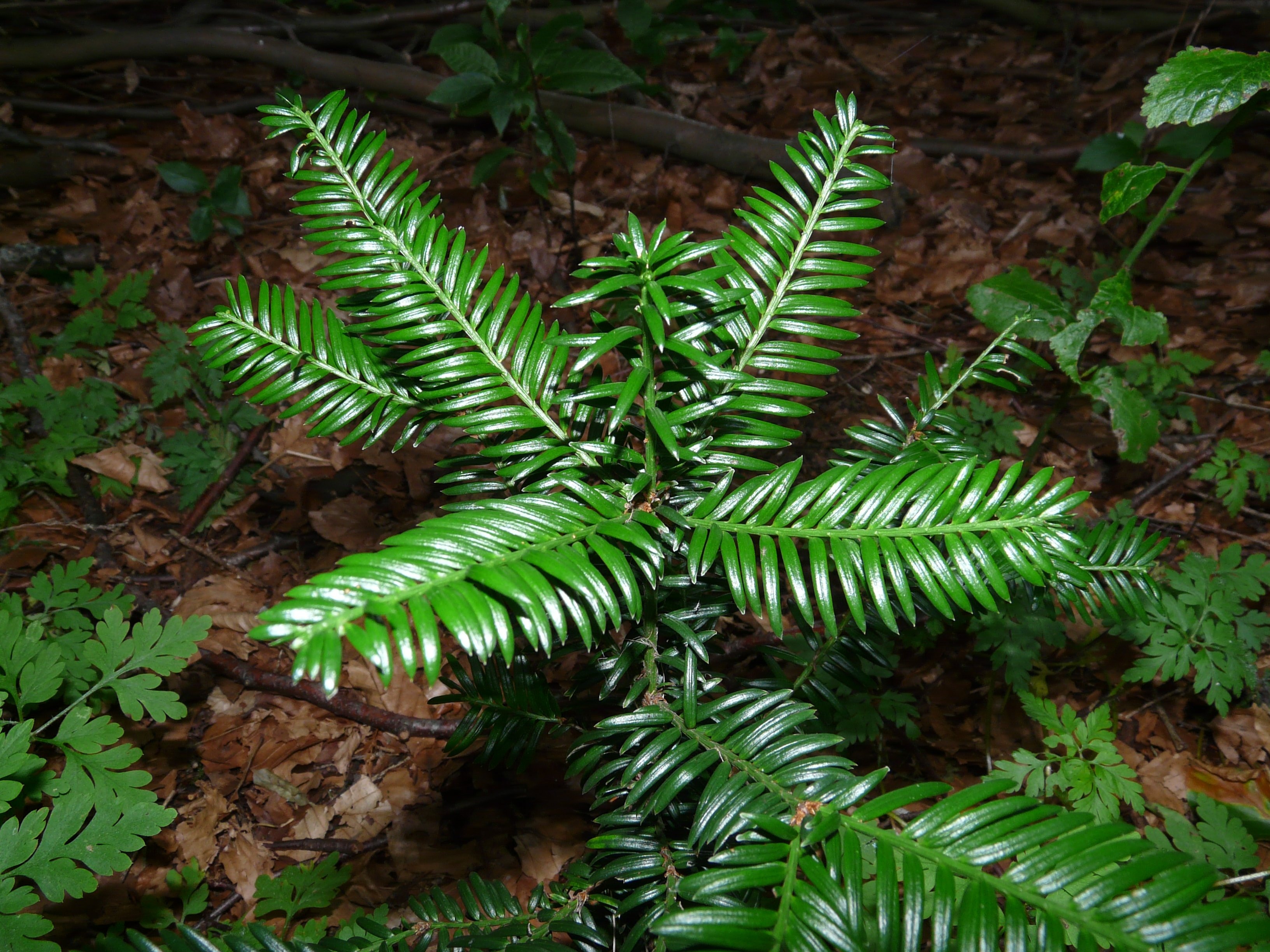 green fern leaf plant
