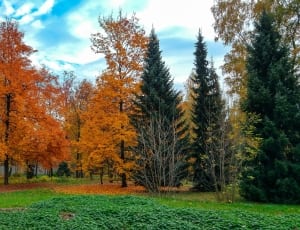 assorted color bare trees thumbnail