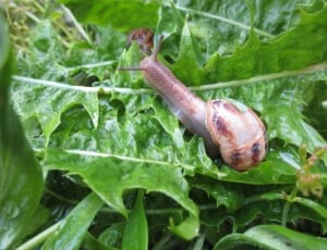 gray snail thumbnail