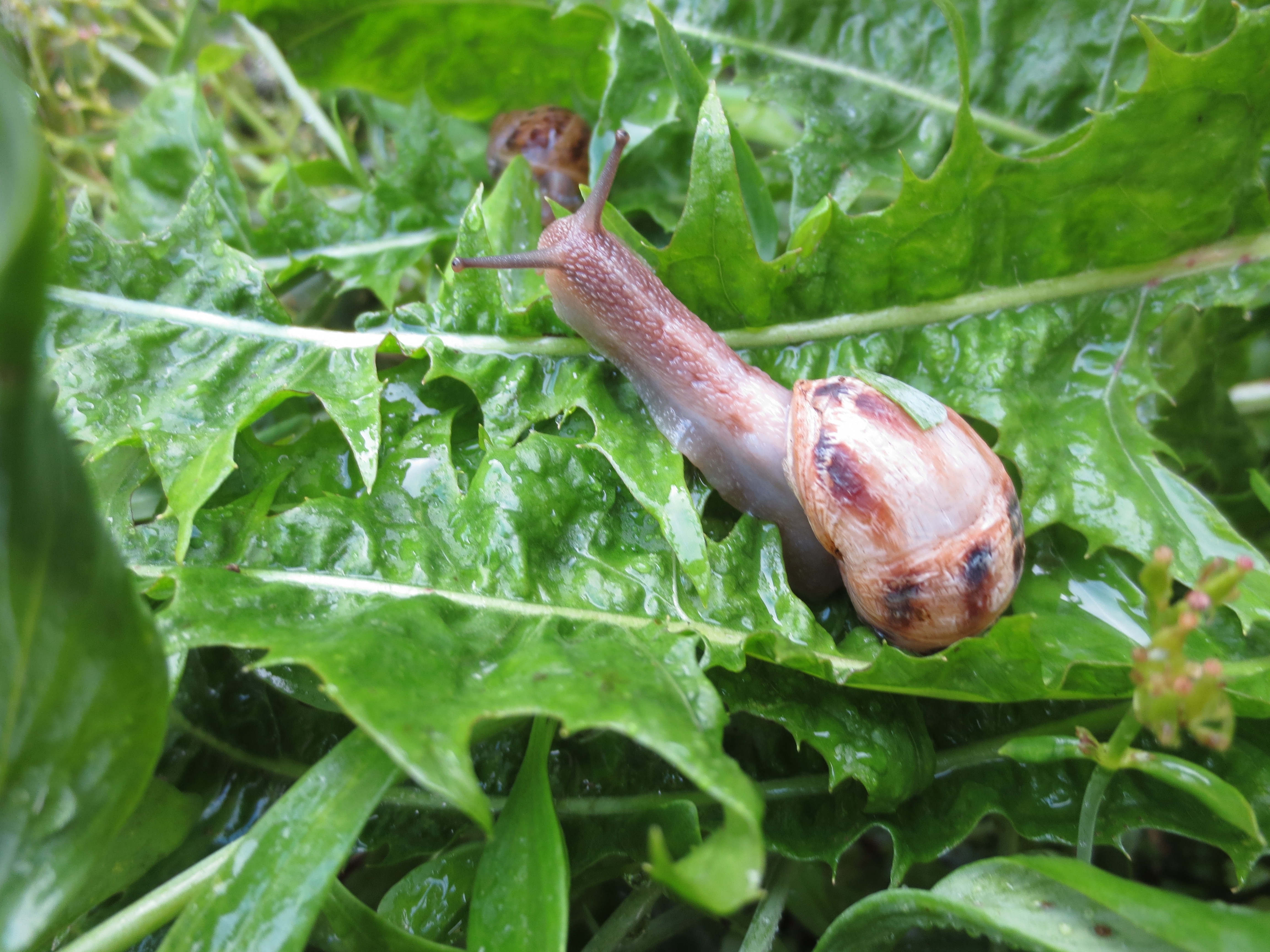 gray snail