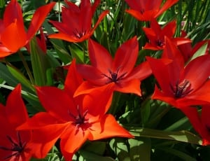 red poinsettia flower thumbnail