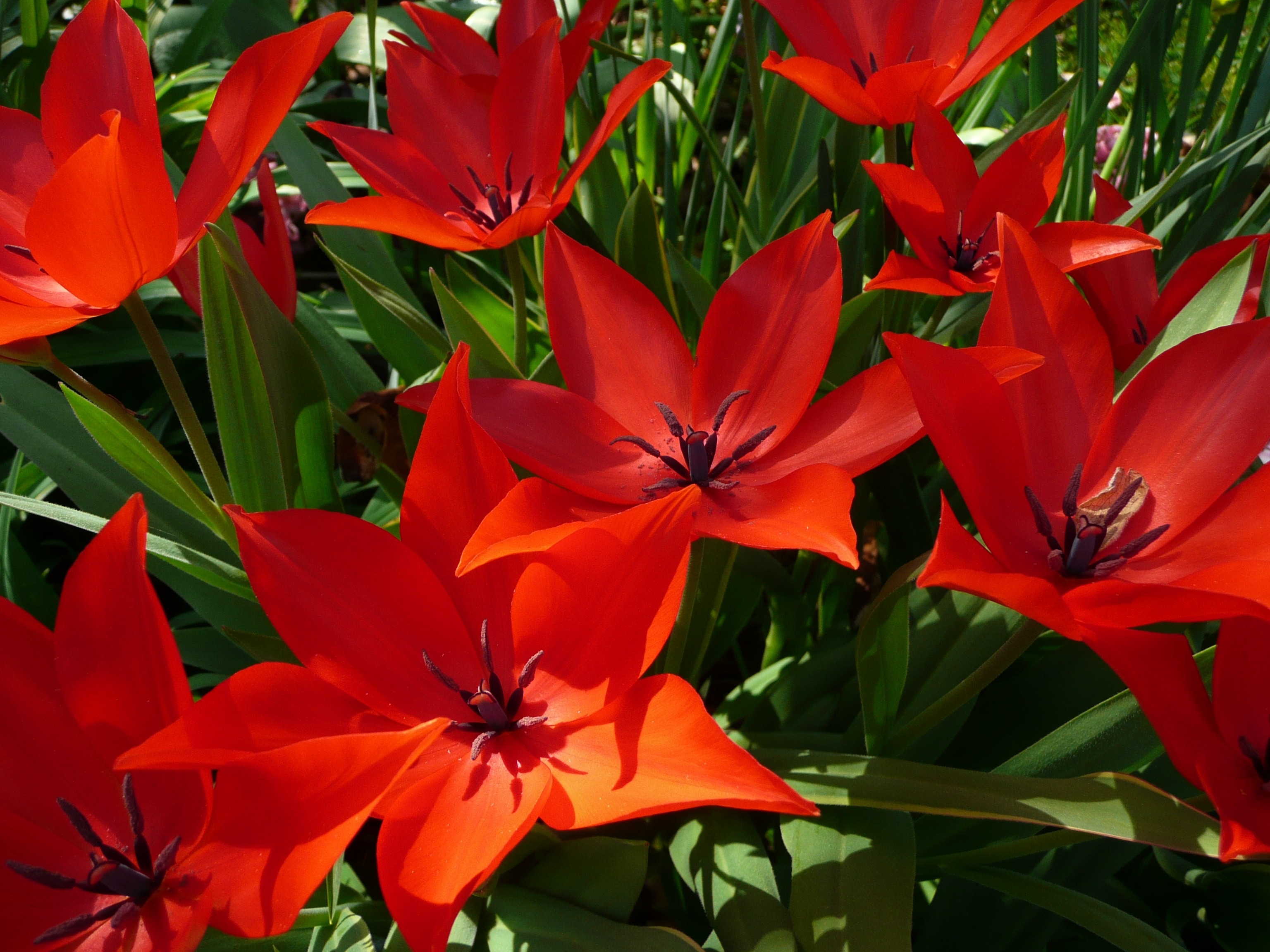 red poinsettia flower