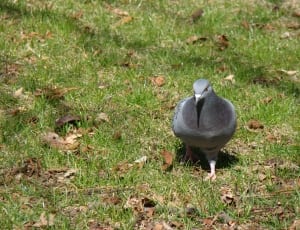 grey pigeon thumbnail