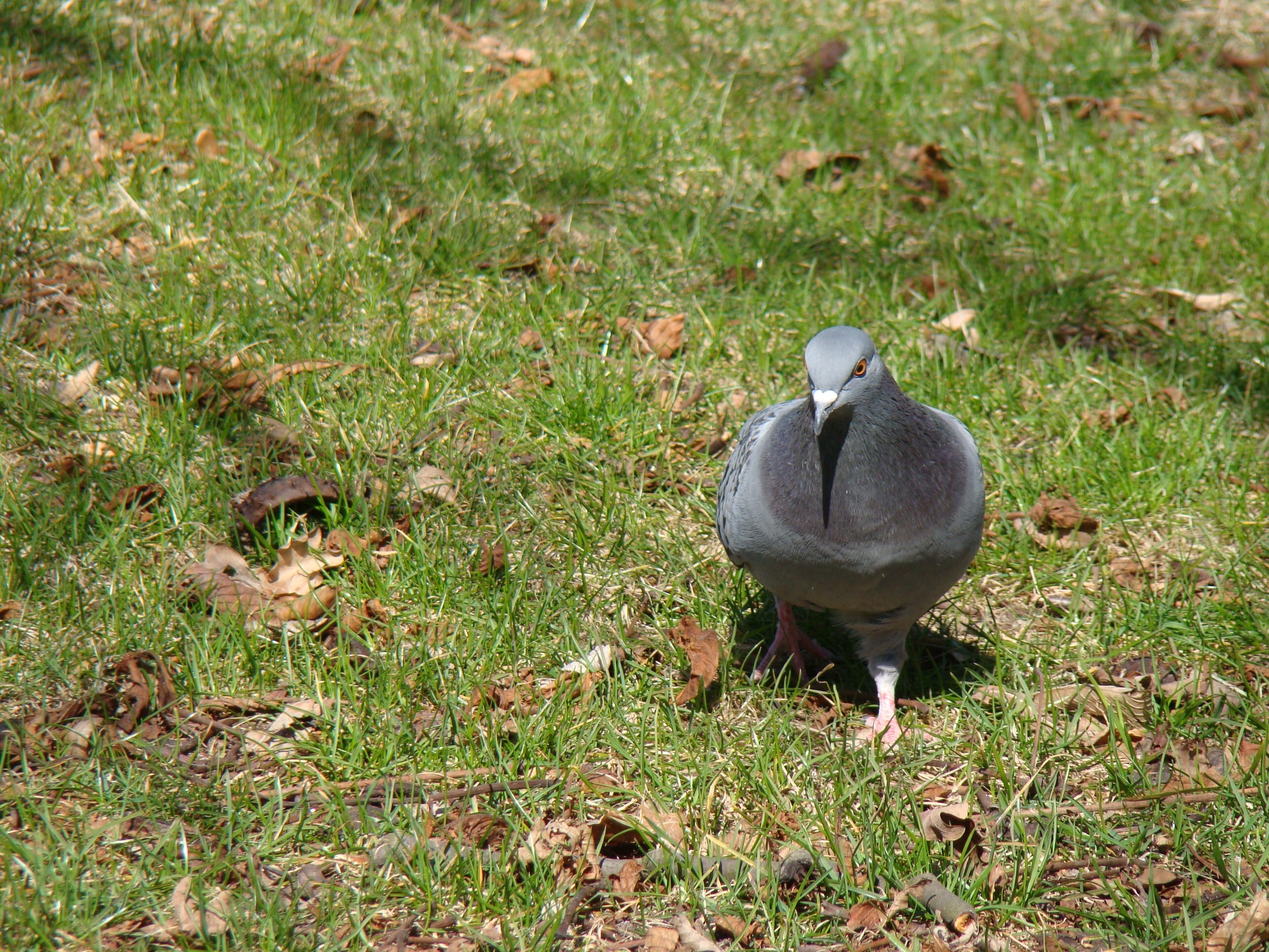 grey pigeon