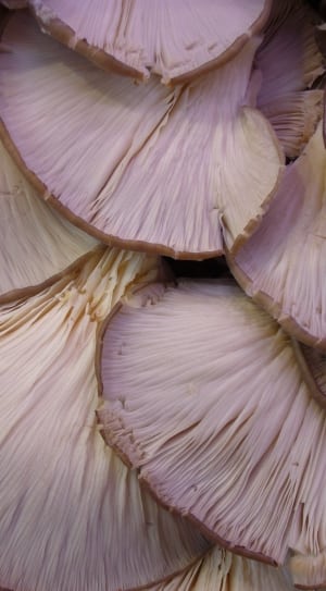 white and brown mushrooms thumbnail