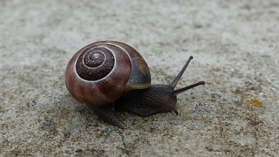 brown shell snail preview