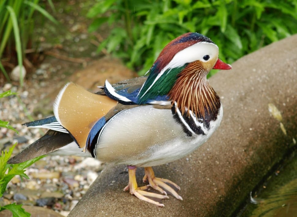 mandarin duck preview