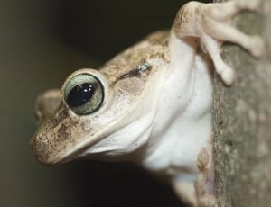 grey and beige frog thumbnail