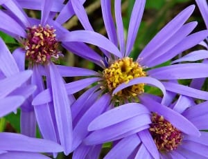 purple and yellow petaled flowers thumbnail