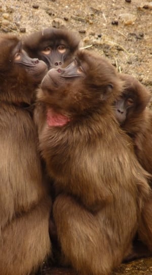 4 brown monkeys thumbnail